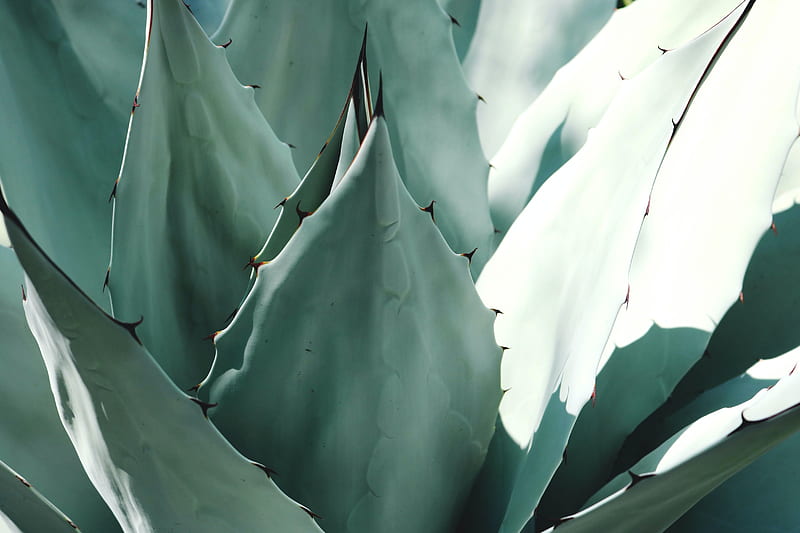 Aloe vera, graphy, medicinal, green, plant, macro nature, white, HD wallpaper