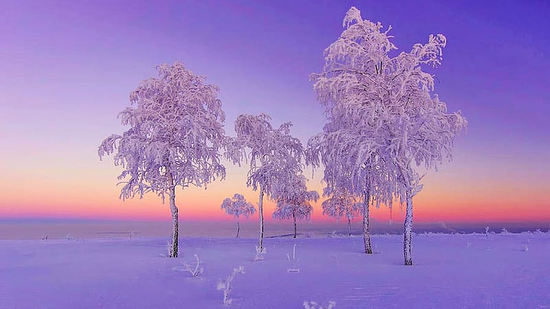 January Evening, frozen, snow, colors, landscape, trees, sky, HD wallpaper