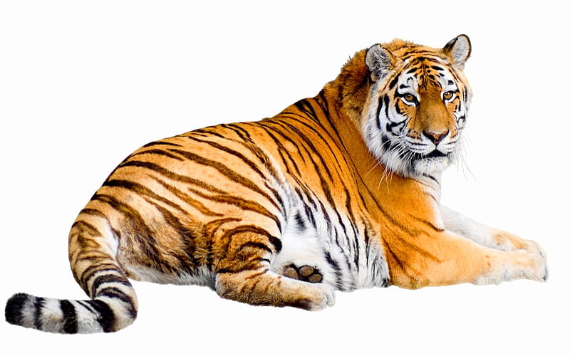 POWERFUL SIBERIAN, sunerian, stripes, tiger, magnificent, HD wallpaper