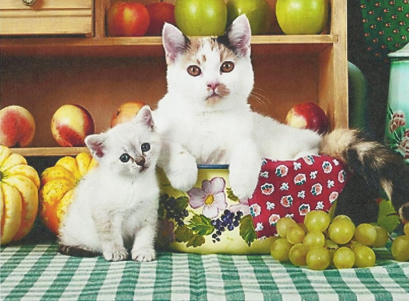 Two calico kitttens with fruit and vegatables, grapes, calico, feline, apples, peaches, kitten, bowl, HD wallpaper