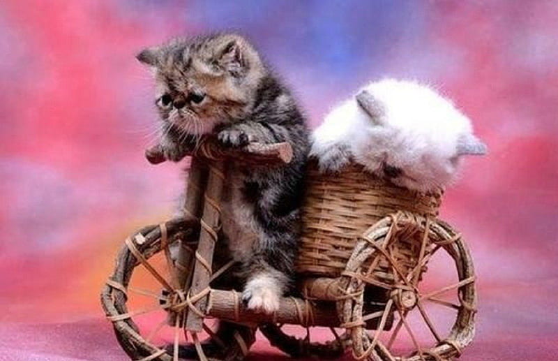 funny bicycle, toy bicycle, funny, animals, two kittens, HD wallpaper
