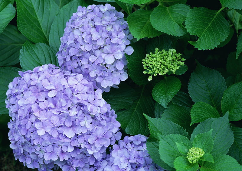 hortensia azul ***, hortensia, flor, flores, naturaleza, azul, Fondo de  pantalla HD | Peakpx
