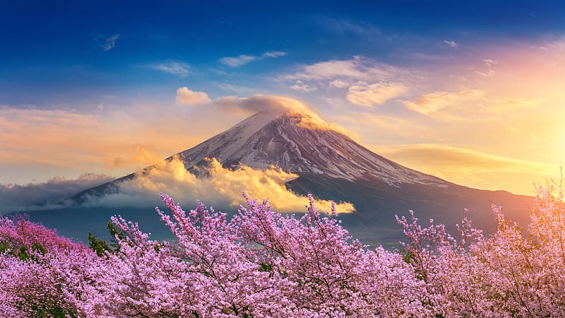 Sakura trees sit at the bottom of Mt. Fuji during a cloudy sunset, blue, japan, cherries, golden hour, gold, mountain, sakura, mt fuji, cherry, clouds, sky, mountains, fuji, cherry blossoms, mount fuji, sunset, HD wallpaper
