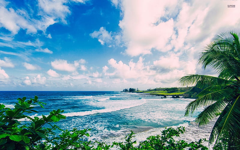 Polo Beach Maui Hawaii Paradise Isl Sea S Desktop Background 492530   Wallpapers13com