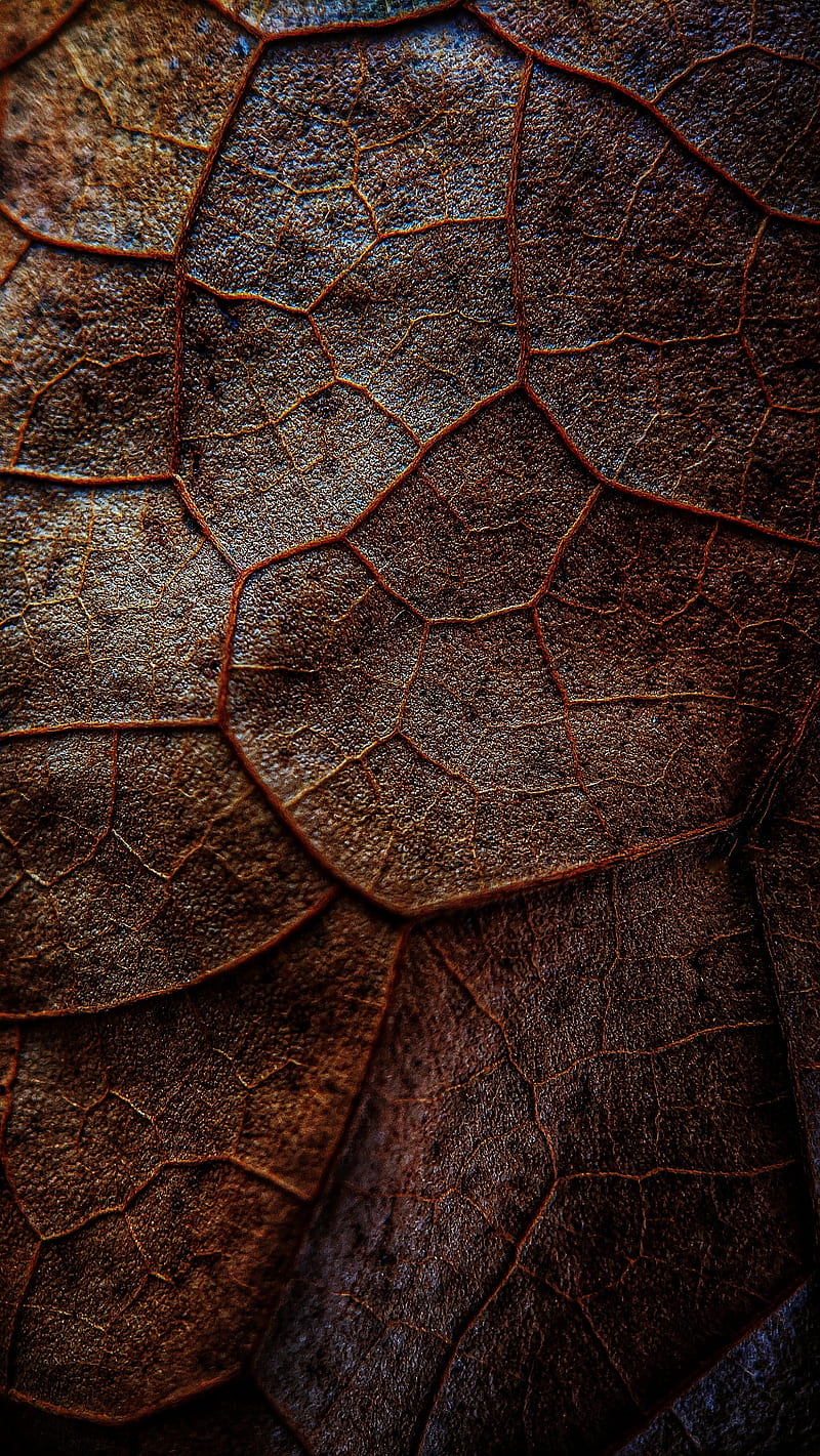 leaf, veins, macro, brown, HD phone wallpaper
