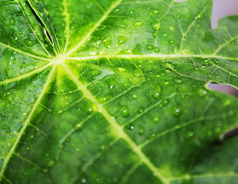 green leaf with dewdrops, HD wallpaper