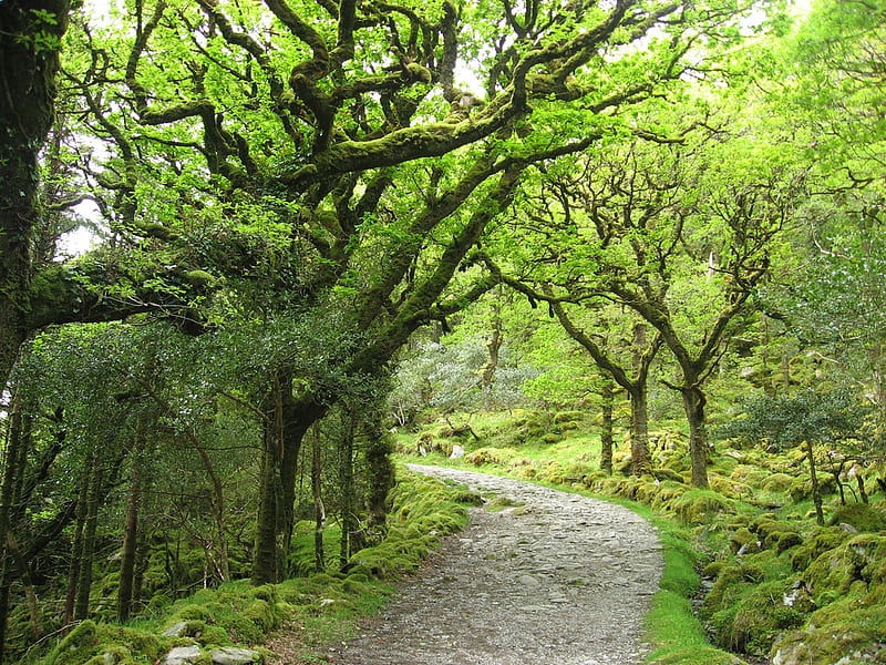 Green..., , lovely, grass, background, bonito, trees, graphy, green, path, nature, tunnel, branches, landscape, HD wallpaper