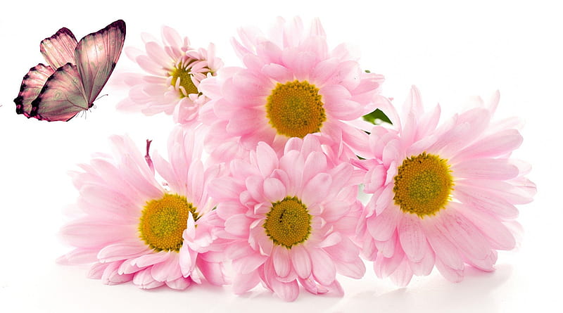 Adoring Pink, perfume, fall, flowers, autumn, astor, fragrant, aroma, butterfly, gerbera, papillon, flowers, pink, mums, soft, chrysanthemums, summer, daisy, HD wallpaper