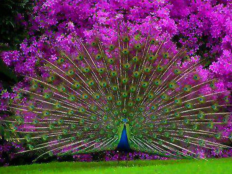 Avikalp MWZ2920 Peacock Birds Flowers Trees Grass Plants Painting HD W –  Avikalp International - 3D Wallpapers