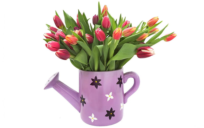 Colorful watering can, red, orange, fresh, bonito, spring, lavender, watering, green, purple, bouquet, bunch, siempre, tulips, white, HD wallpaper