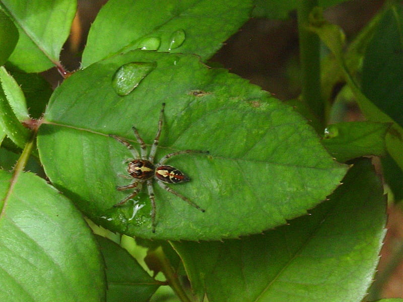 Garden Spider, bugs, nature, HD wallpaper