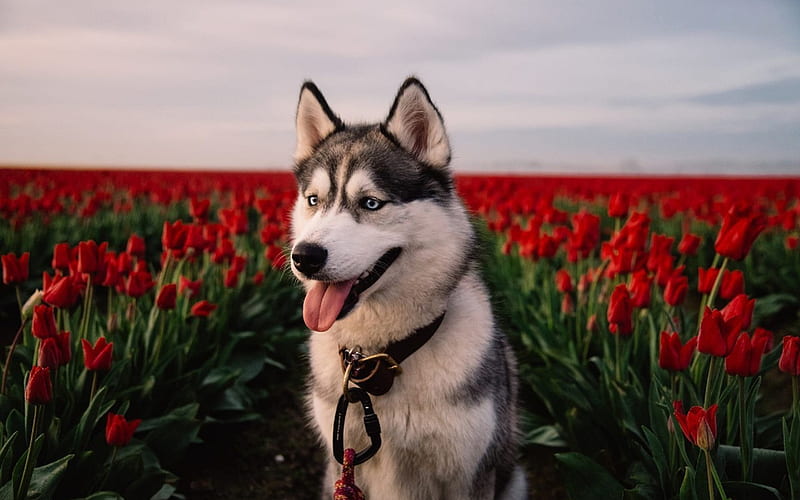 Husky, friendly dog, red tulips, cute animals, dogs, HD wallpaper