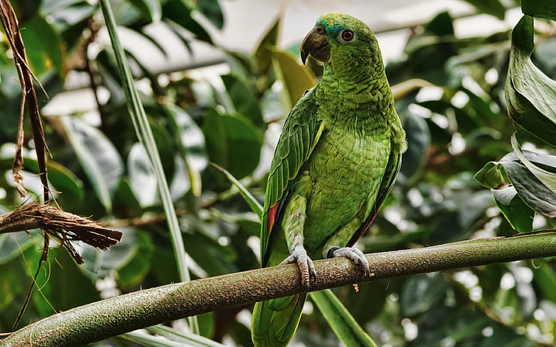 Bolivian Military Macaw, jungle, parrots, wildlife, green parrot, Macaw, Ara, HD wallpaper