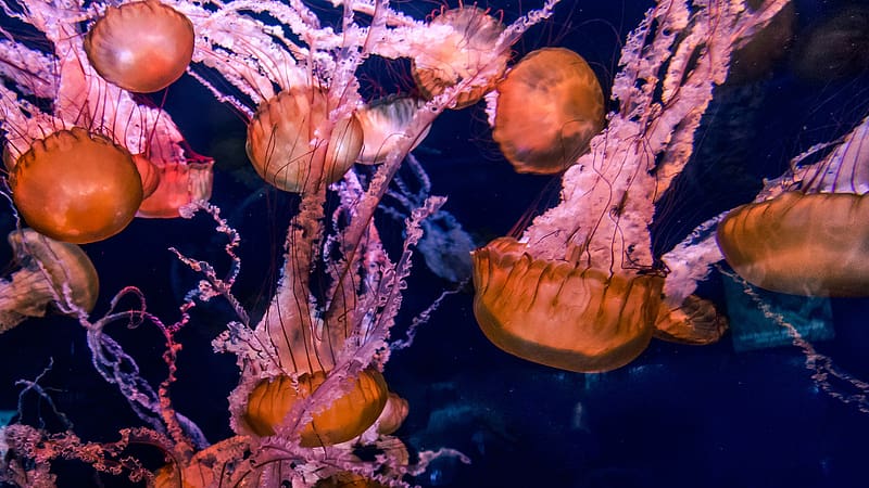Jellyfish, Fishes, Animal, HD wallpaper