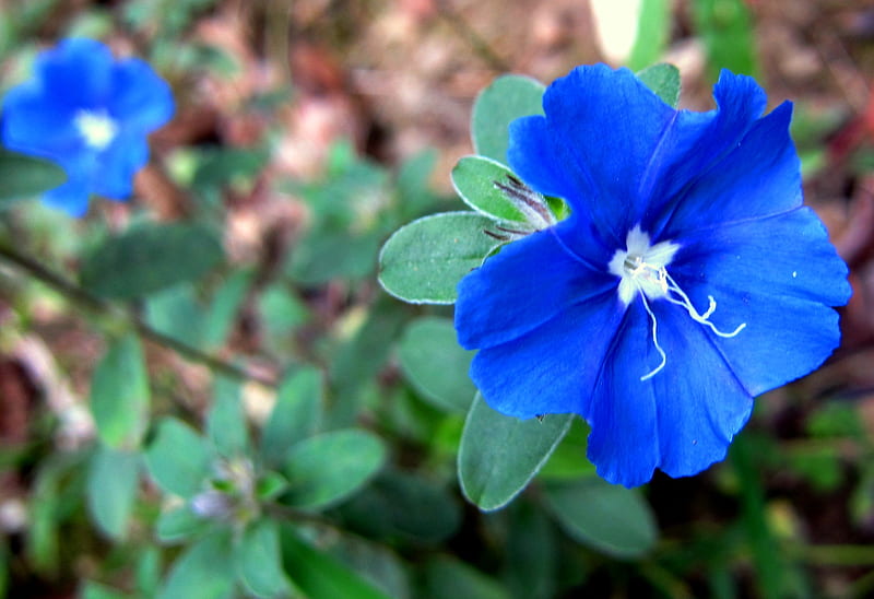 Hermosas flores azules, flores, encantadoras, delicadas, azules, Fondo de  pantalla HD | Peakpx