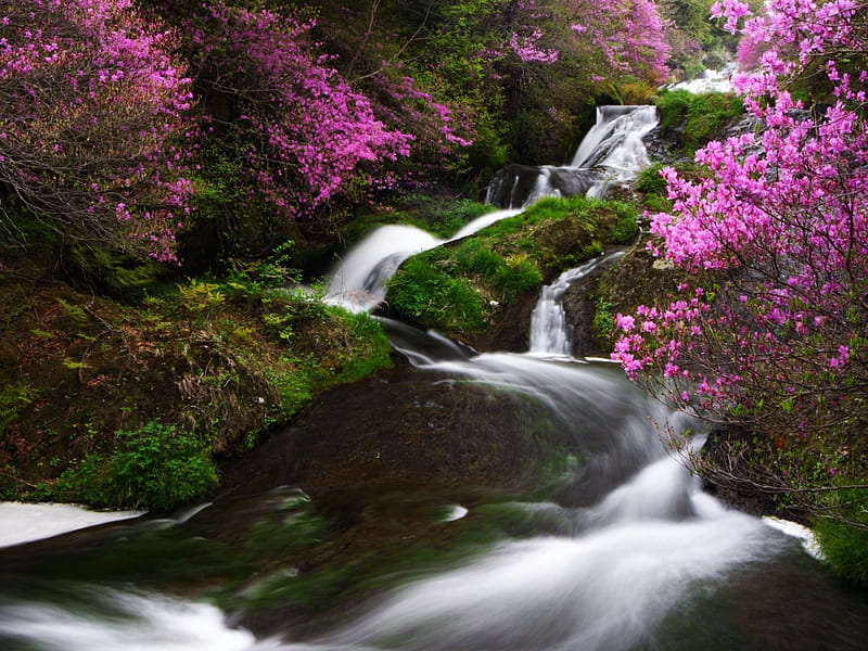 Spring Ryuzu Waterfalls, japan, blossom, flowers, river, bonito, spring, trees, waterfalls, HD wallpaper