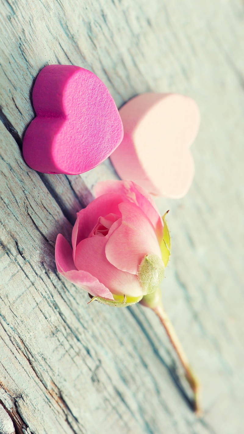 Pink rose, flower, heart, love, tenderness, valentines, HD phone wallpaper