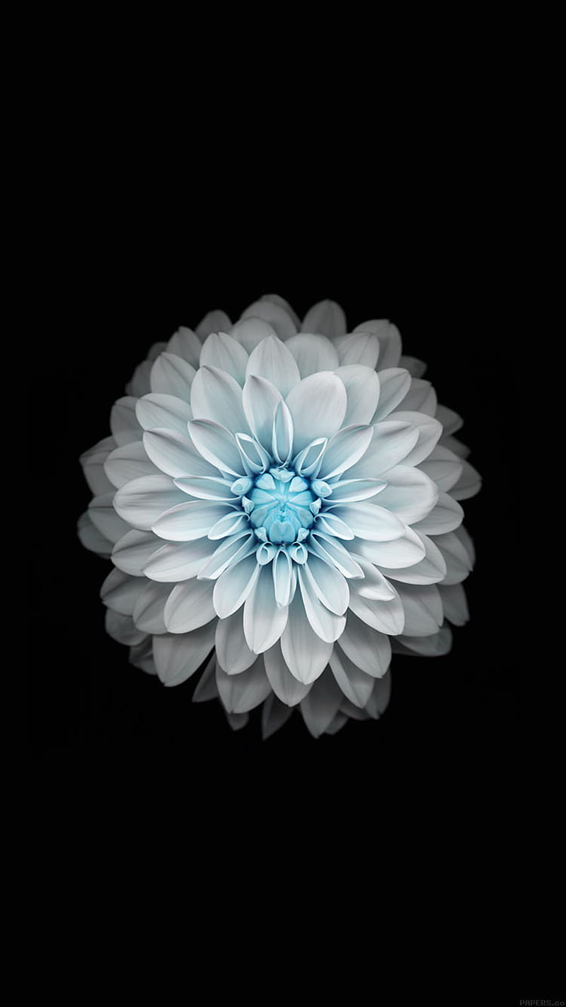 white flower, HD phone wallpaper