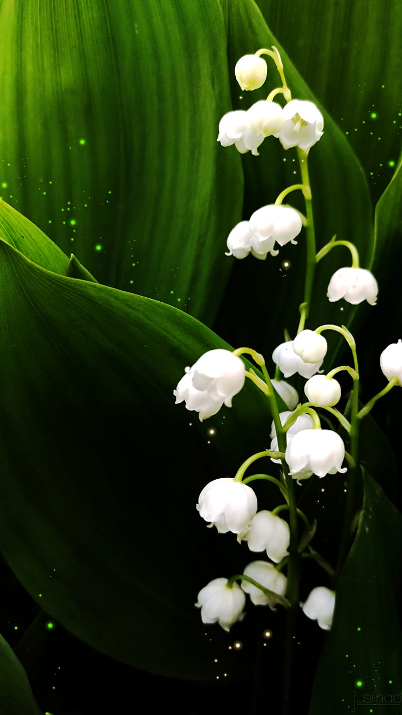konwalia v2, brown, green, ground, lily of the valley, white, HD phone wallpaper