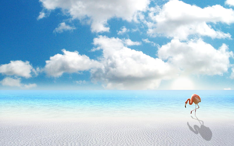Miami Beach, beach, heron, clouds, sky, blue, HD wallpaper