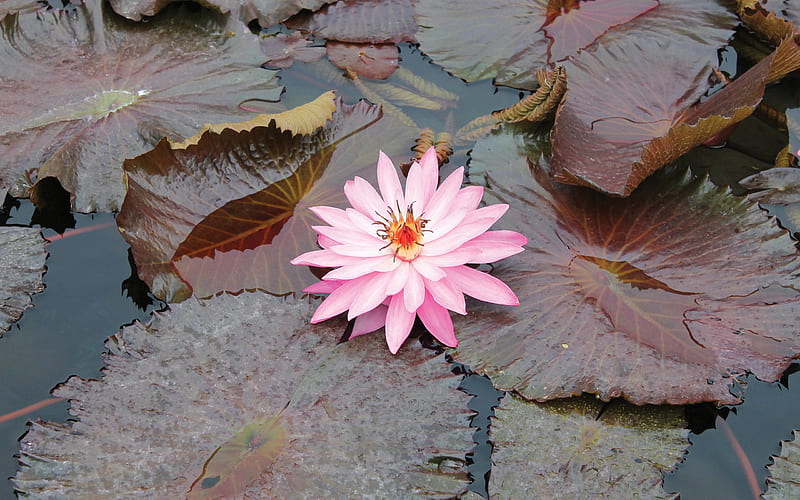 Lily pink leaves water swamp-Flowers graphy, HD wallpaper