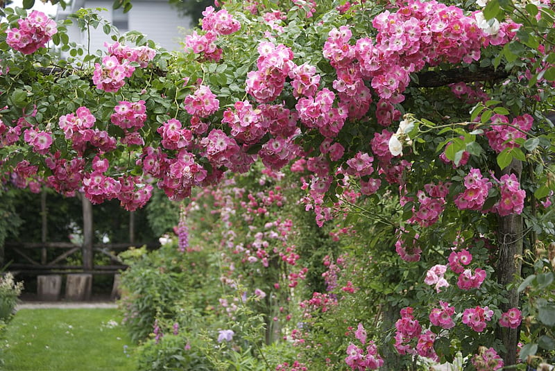 rose garden, arch, garden, roses, pink, pergola, HD wallpaper