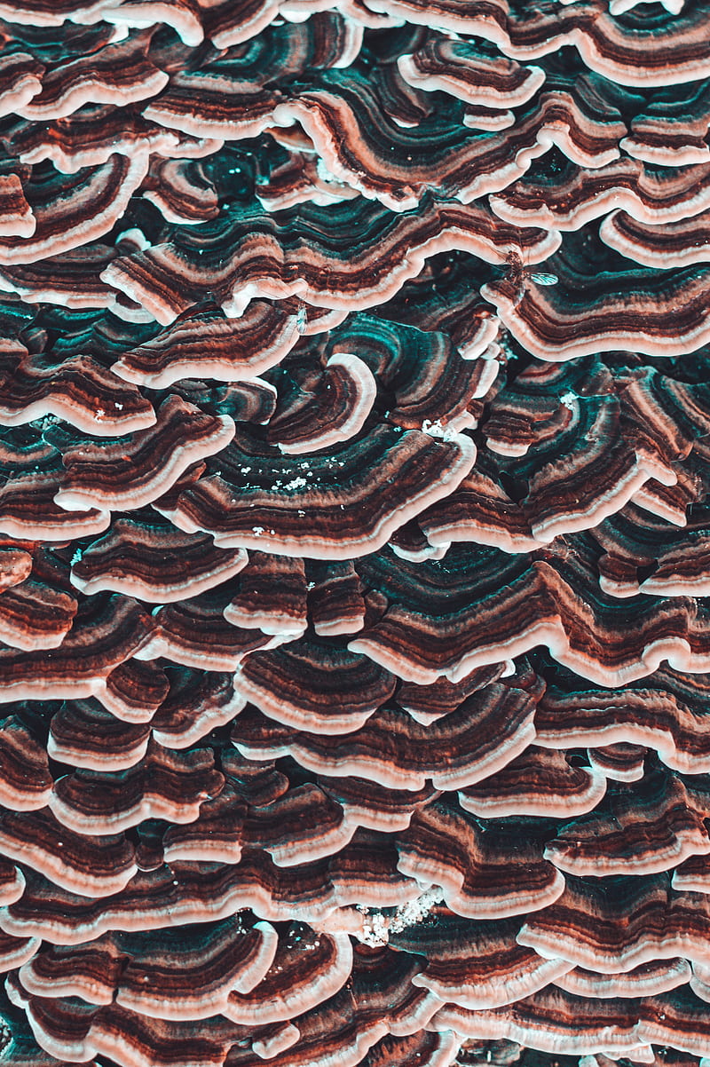 mushrooms, texture, surface, macro, closeup, HD phone wallpaper