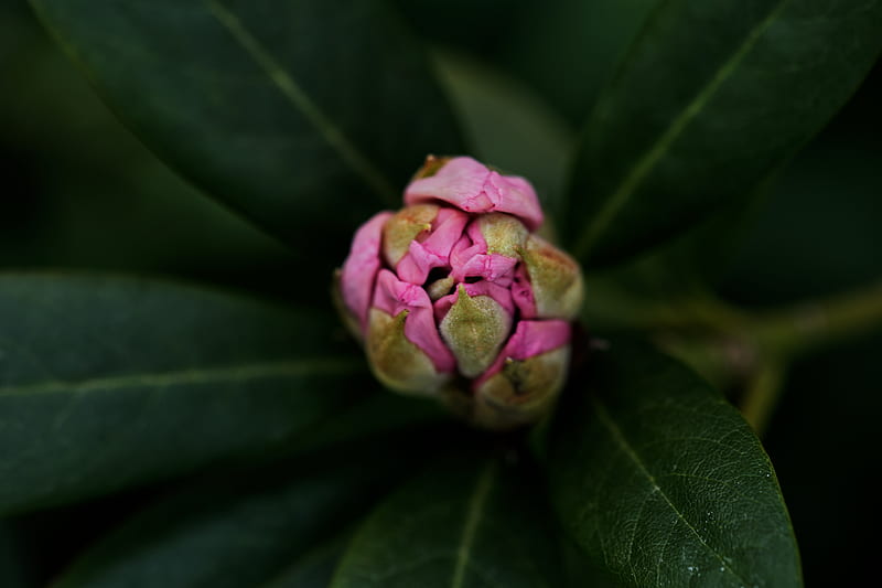 pink flower bud in close up graphy, HD wallpaper