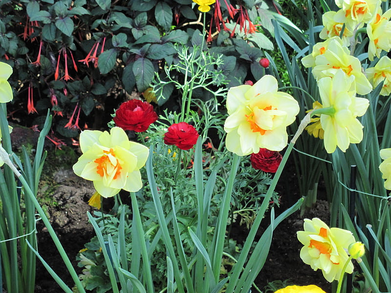 Flowers Rejuvenate life 22, red, Daffodils, graphy, green, yellow, garden, Flowers, HD wallpaper