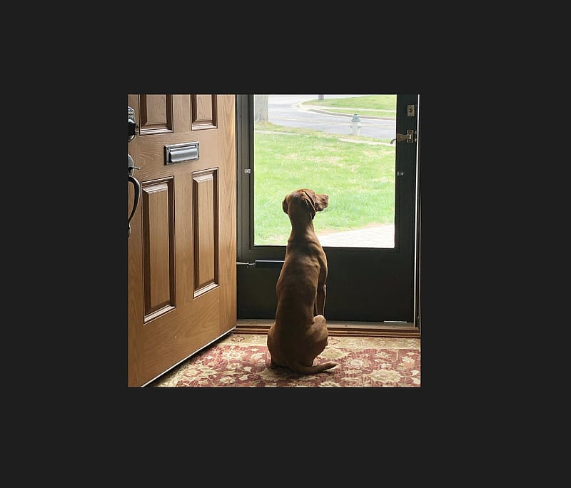 Viva By The Door, frame, cute, waiting, daytime, rug, dog, window, high-resolution, rectangular, brown, door, wood, HD wallpaper