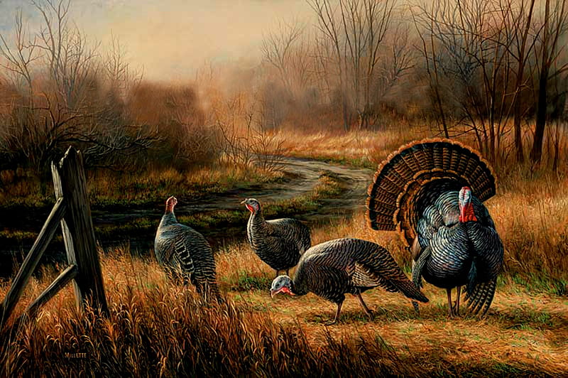 HD wild turkey wallpapers | Peakpx