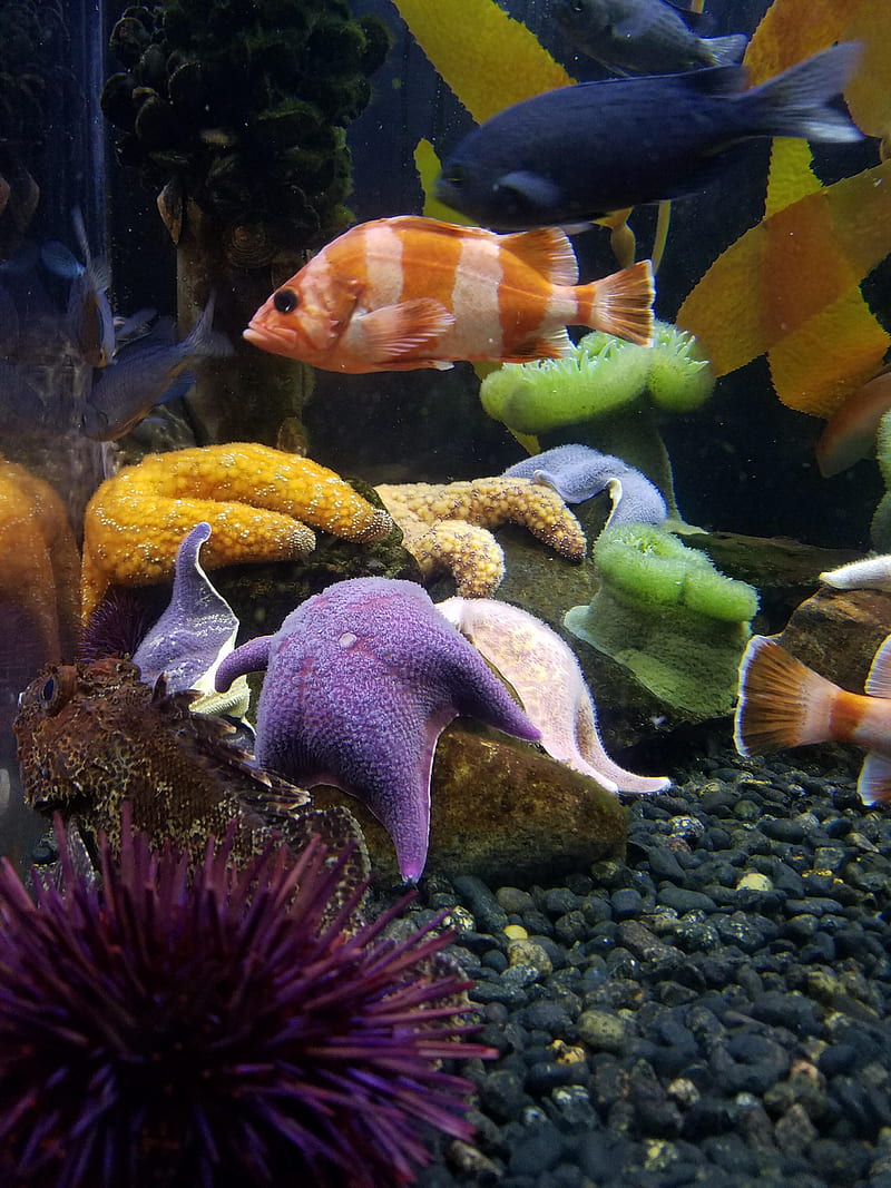 Fish, aquarium, life, marine, ocean, tropical, HD phone wallpaper