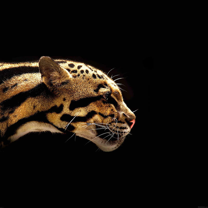 WILD CAT, black, jaguar, leopards, nice, pets, HD phone wallpaper