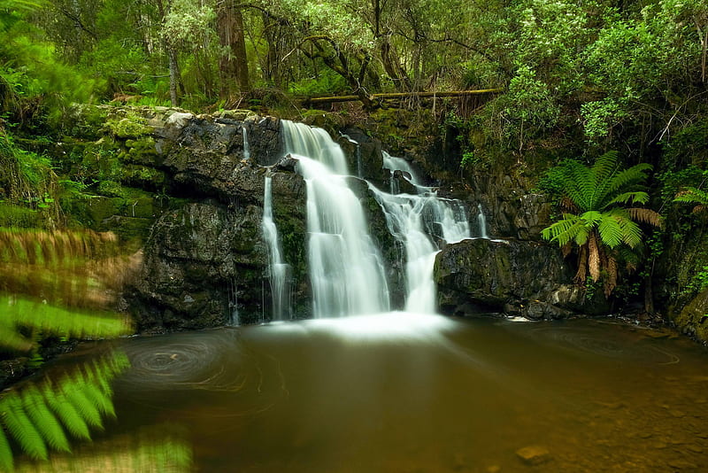 A temperate rainforest waterfall in Tasmania, Australia, forest, river, trees, plants, leaves, HD wallpaper
