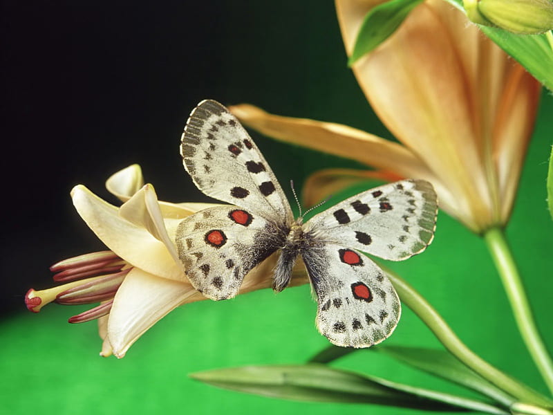 Bird wing Butterfly, butterfly, flowers, nature, birdwing, insects, animal, HD wallpaper