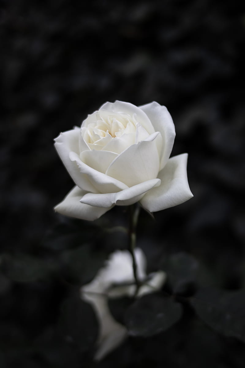 rose, flower, white, bw, bloom, HD phone wallpaper