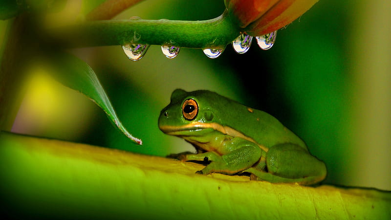 Yellow Eyed Green Frog On Green Leaf In Blur Green Background Frog, HD wallpaper