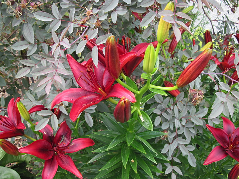 New display at the Pyramids 87, red, graphy, green, lily, garden, Flowers, HD wallpaper