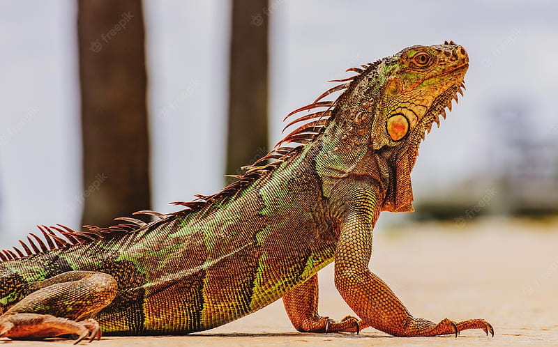 Premium . Green iguana also known as common or american iguana on nature background closeup of the head of an, HD wallpaper
