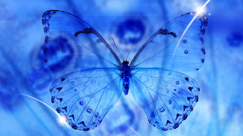 Butterfly Blue, transparent, firefox persona, translucent, abstract, butterfly, nature, star, light, blue, HD wallpaper
