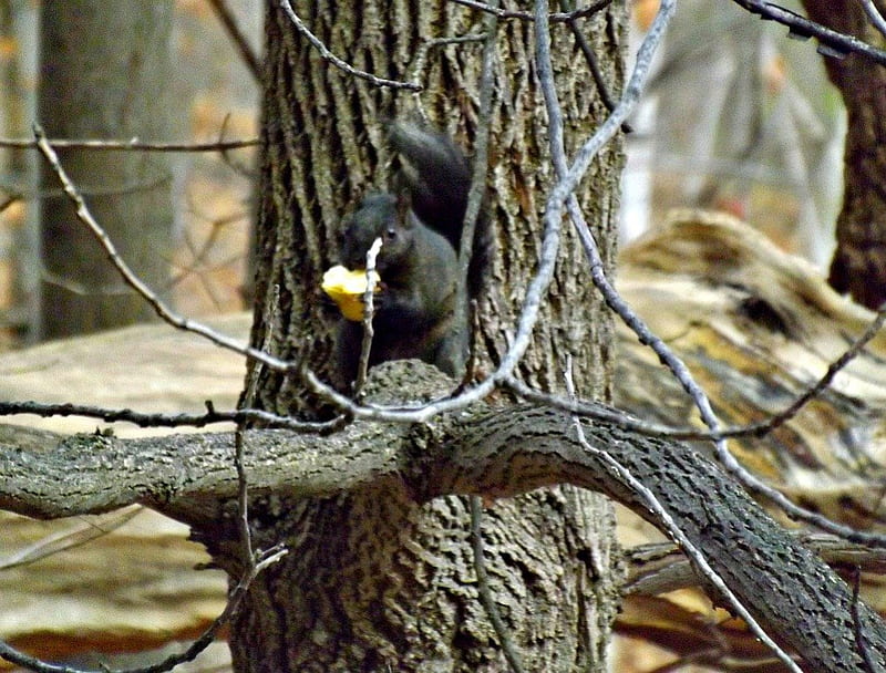 feeding squirrel, autumn, black, trees, squirrles, bark, HD wallpaper
