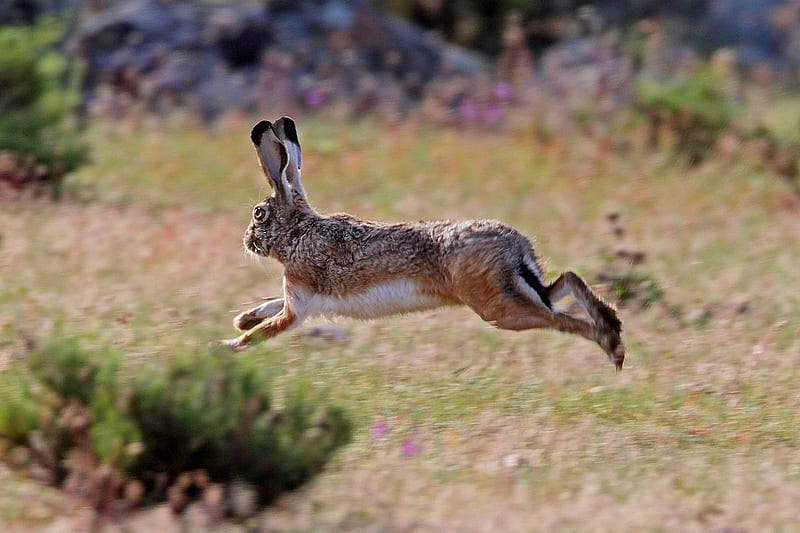 Leaping Rabbit, Animal, Summer, Leaping, Rabbit, Cute, HD wallpaper