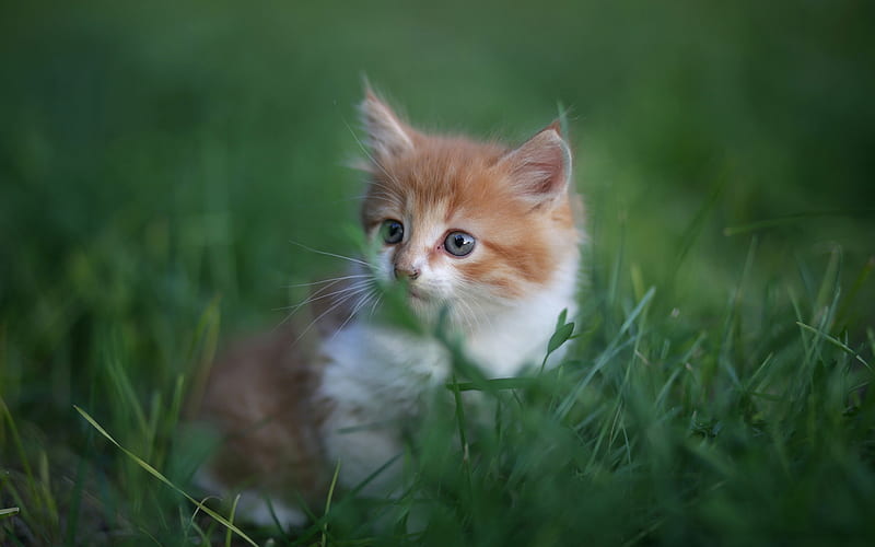 little ginger kitten, fluffy little cat, pets, cute animals, cats, green grass, HD wallpaper