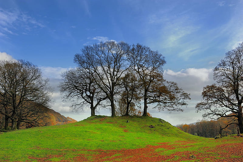 group of trees on hill late autumn fall lake district cumbria england uk europe, group-of-tree, HD wallpaper