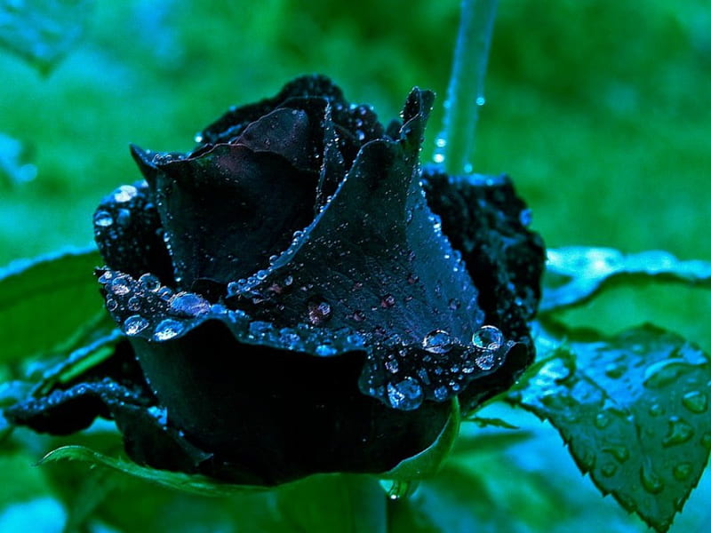 Black rose, leaves, green, rose, black, drops, HD wallpaper