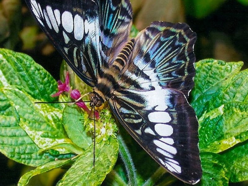 white blue butterfly, pertty butterfly, HD wallpaper