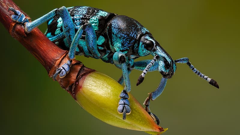 Beetle, zoology, entomology, animals, insects, HD wallpaper