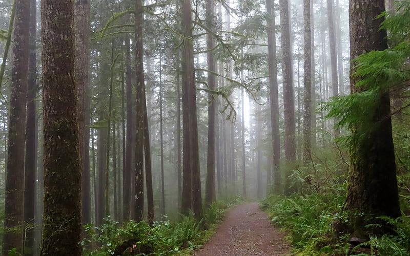 Rainy Forest Path, path, forest, America, rain, HD wallpaper