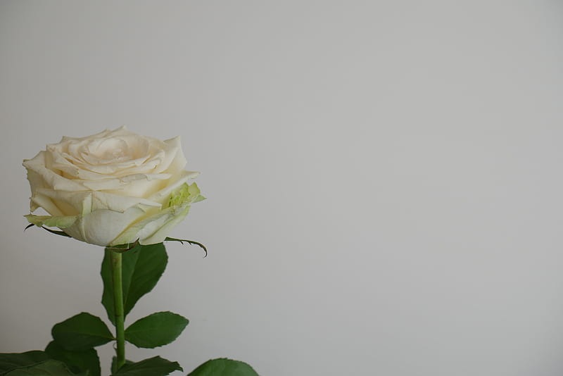 white rose in bloom close up, HD wallpaper