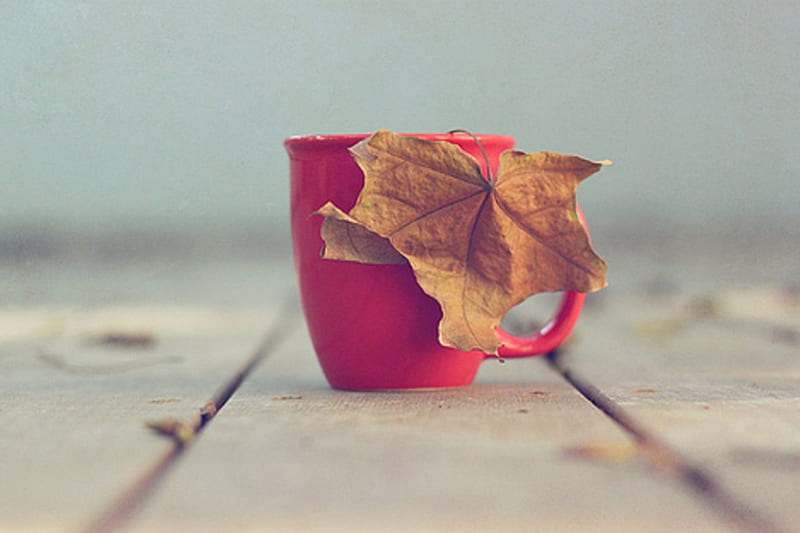Autumn leaf in red cup, autumn, red cup, cup, season, milk, leaf, HD wallpaper